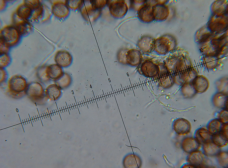 Physarum globuliferum?